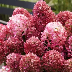 Šluotelinė hortenzija - Hydrangea paniculata Living LITTLE ROSY 2026 m. pristatymui
