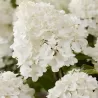 Hydrangea paniculata Living LITTLE ROSY
