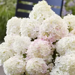 Hydrangea paniculata Living LITTLE ROSY