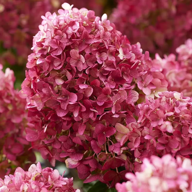 Hydrangea paniculata Living LITTLE ROSY