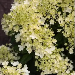 Hydrangea paniculata Living MILK & HONEY
