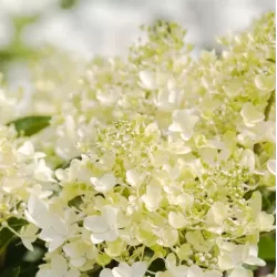 Hydrangea paniculata Living MILK & HONEY