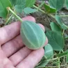 Dygliuotasis kaparis - Capparis spinosa