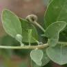 Dygliuotasis kaparis - Capparis spinosa