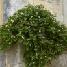 Dygliuotasis kaparis - Capparis spinosa