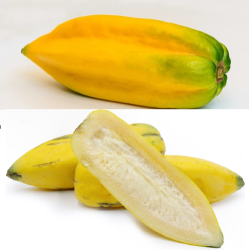 Papaja - Papaya carica pentagona