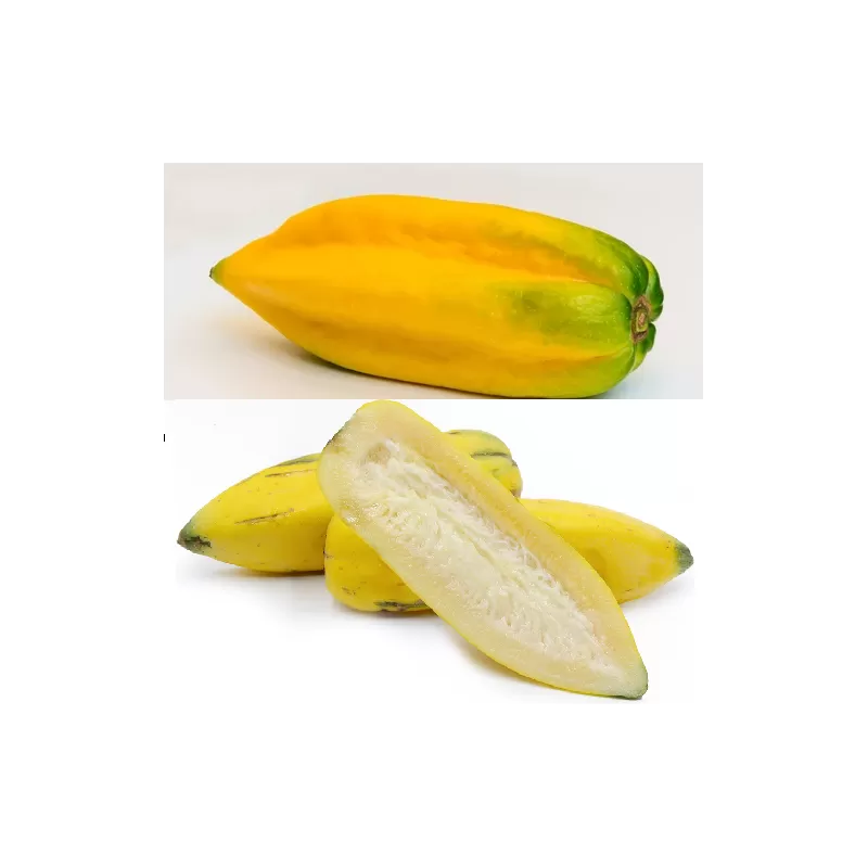 Papaya carica pentagona