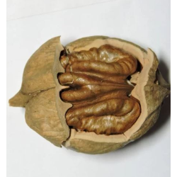 Skiltėtoji karija (riešutmedis) - Carya laciniosa