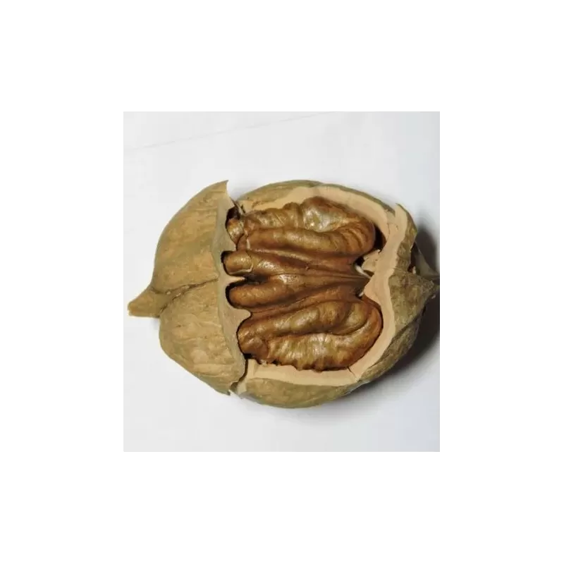 Skiltėtoji karija (riešutmedis) - Carya laciniosa