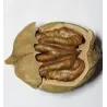 Riešutmedžiai internetu