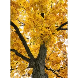 Skiltėtoji karija (riešutmedis) - Carya laciniosa