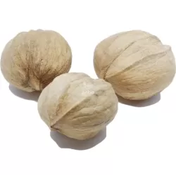 Skiltėtoji karija (riešutmedis) - Carya laciniosa