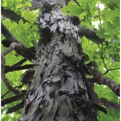 Skiltėtoji karija (riešutmedis) - Carya laciniosa