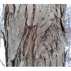 Skiltėtoji karija (riešutmedis) - Carya laciniosa