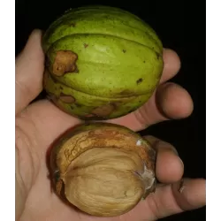 Skiltėtoji karija (riešutmedis) - Carya laciniosa