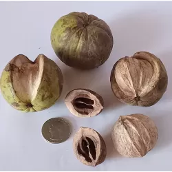 Skiltėtoji karija (riešutmedis) - Carya laciniosa