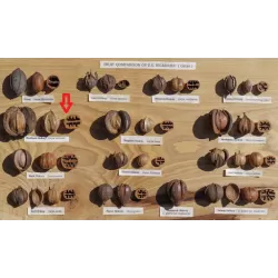 Skiltėtoji karija (riešutmedis) - Carya laciniosa