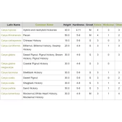 Skiltėtoji karija (riešutmedis) - Carya laciniosa