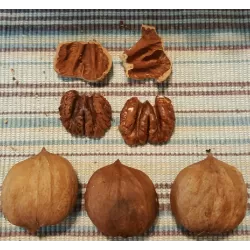 Skiltėtoji karija (riešutmedis) - Carya laciniosa