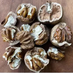 Skiltėtoji karija (riešutmedis) - Carya laciniosa