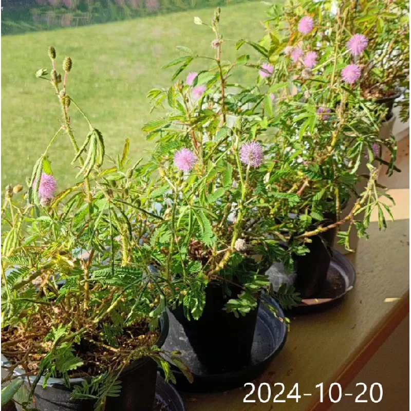 Jautrioji mimoza - Mimosa pudica