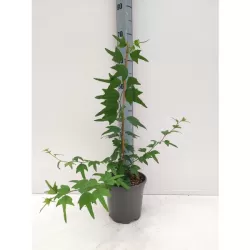 Kudranija - Cudrania tricuspidata