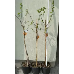 Rytinis (japoninis) juodmedis (persimonas) - Diospyros kaki JIRO