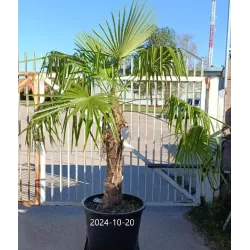Trachycarpus fortunei