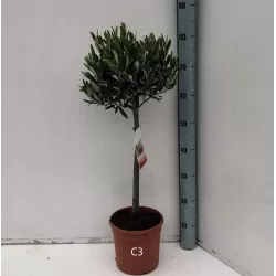 Europinis alyvmedis - Olea europaea