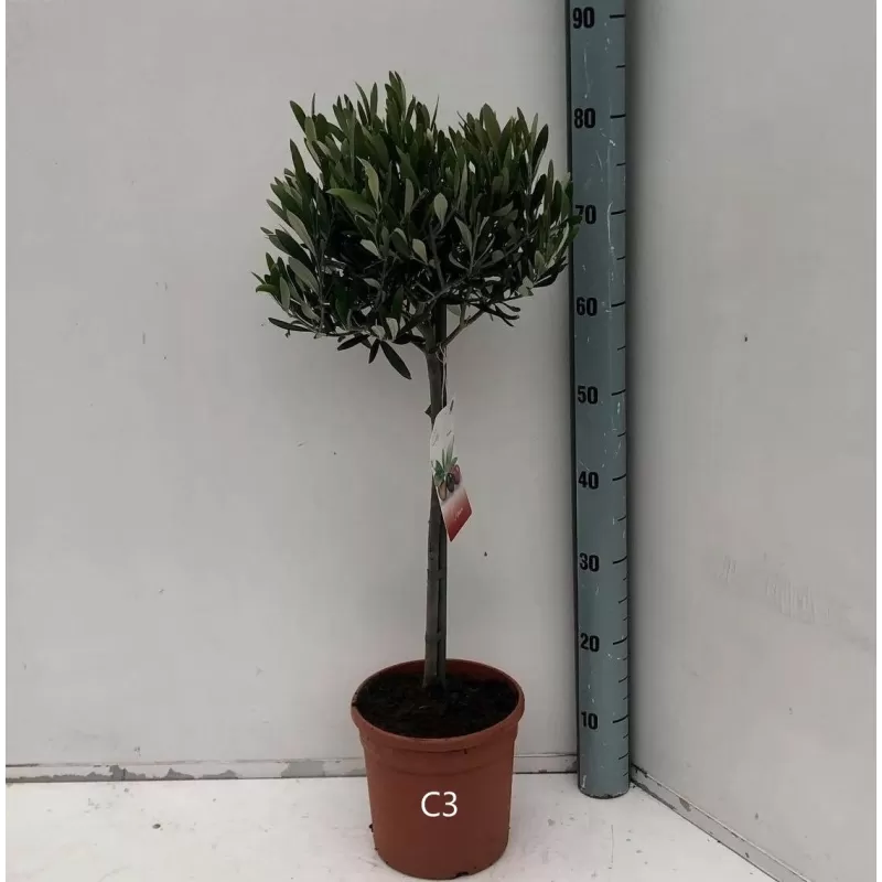 Europinis alyvmedis - Olea europaea