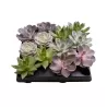 Sukulentų rinkinys EŠEVERIJA - Echeveria mix 6Ø (augintojas Edelcactus (1 foto) arba Gartneriet Lundager (2 foto)) (perkant 48 vnt. + 12 vnt. dovanų)