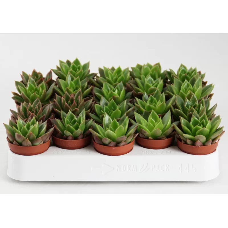 Eševerija - Echeveria Mexico 5,5Ø (augintojas Lock) (perkant 80 vnt. + 20 vnt. dovanų)