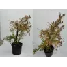 Niponinė lanksva SNOWMOUND - Spiraea nipponica Snowmound