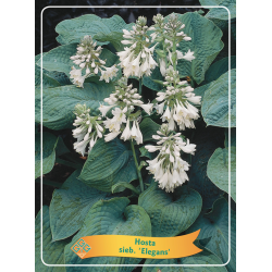 Melsvė - Hosta ELEGANS