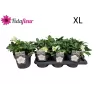 Helleborus niger ADVENT STAR