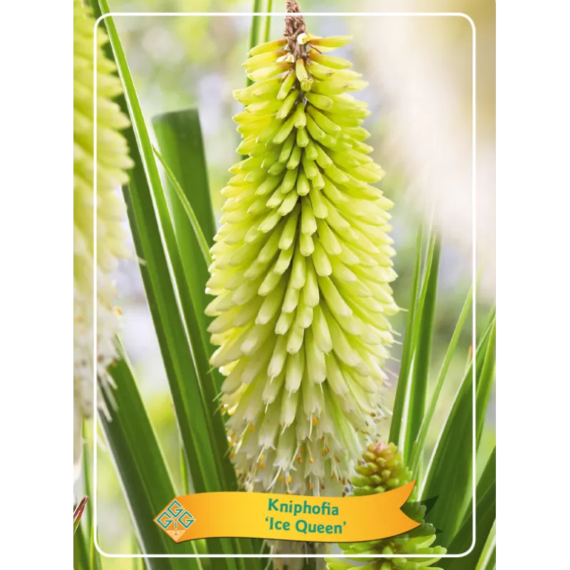 Kniphofia ulvaria ICE QUEEN