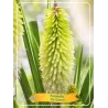 Knifofija - Kniphofia ulvaria ICE QUEEN
