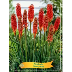 Kniphophia NANCY RED
