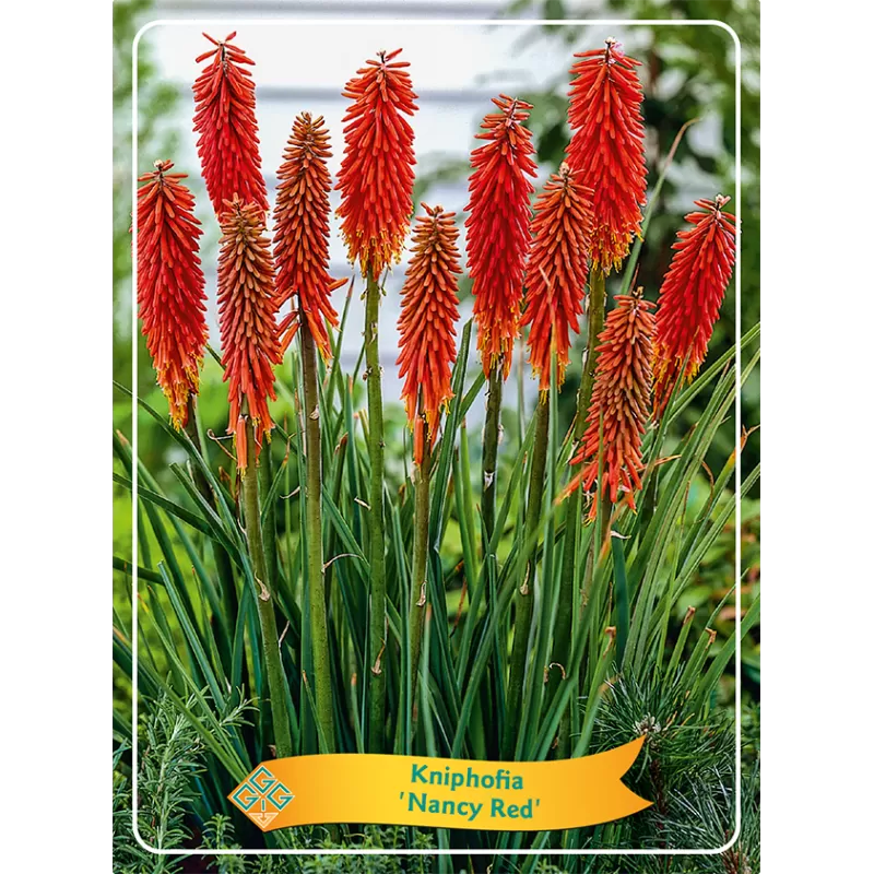 Knifofija - Kniphophia NANCY RED