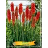 Kniphophia NANCY RED