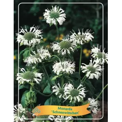 monarda SCHNEEWITTCHEN