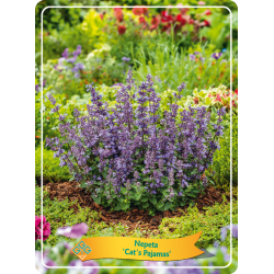 Nepeta Grandiflora CAT'S PAJAMAS