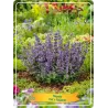 Nepeta Grandiflora CAT'S PAJAMAS