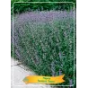 Nepeta Grandiflora SENIOR