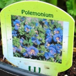 Mėlynasis palemonas - Polemonium caeruleum p9