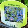 Mėlynasis palemonas - Polemonium caeruleum