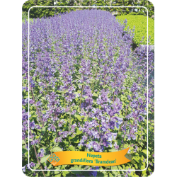 Katžolė - Nepeta BRAMDEAN