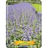 Katžolė - Nepeta BRAMDEAN