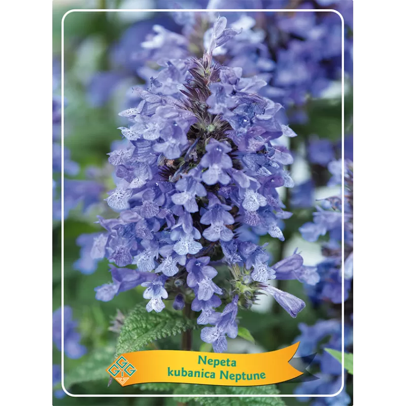 Nepeta NEPTUNE