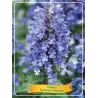 Nepeta NEPTUNE